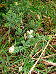 Pimelea eremitica