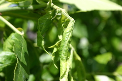 Prociphilus fraxinifolii