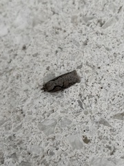 Semioscopis packardella