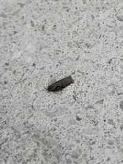 Semioscopis packardella