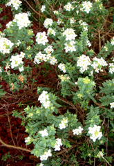 Pimelea eremitica