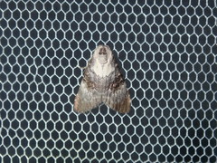 Acatapaustus leucospila