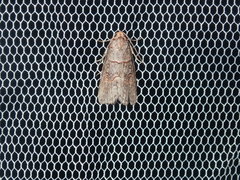 Calathusa hypotherma