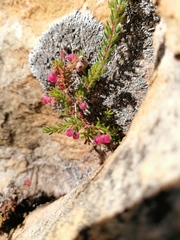 Erica haematocodon