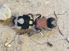 Ronisia barbarula
