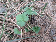 Ranunculus propinquus