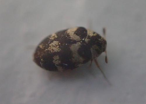 Anthrenus olgae
