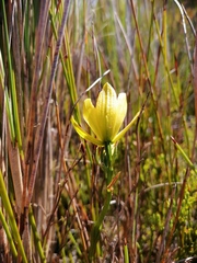 Orthochilus tabularis