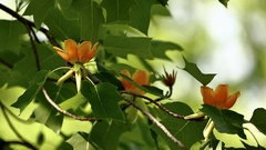 Liriodendron × sinoamericanum