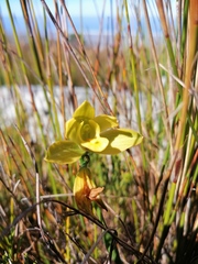 Orthochilus tabularis