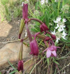 Eulophia hians hians