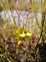 Orthochilus tabularis