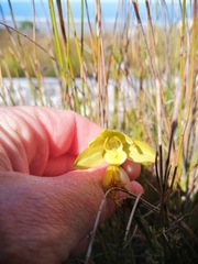 Orthochilus tabularis