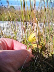 Orthochilus tabularis