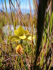 Orthochilus tabularis