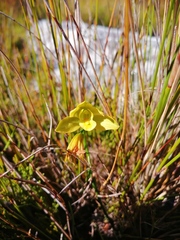 Orthochilus tabularis