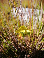 Orthochilus tabularis