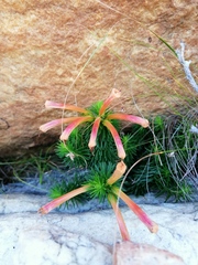 Erica quadrisulcata