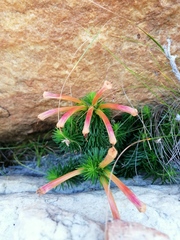 Erica quadrisulcata