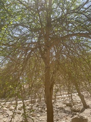 Balanites aegyptiaca