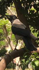 Corvus cornix