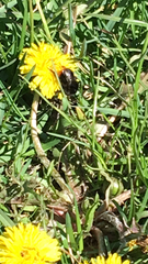 Bombus