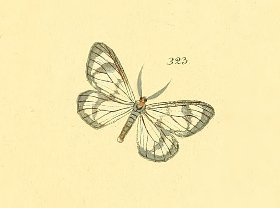 Locha hyalaria