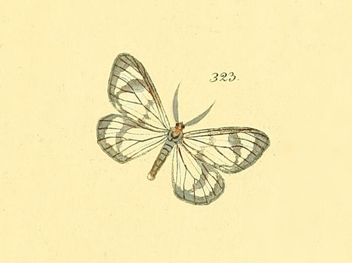 Locha hyalaria