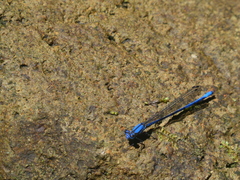 Argia medullaris