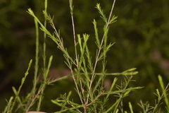 Ochrosperma lineare