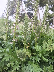 Acanthus mollis