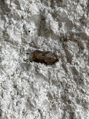Acleris maccana
