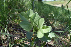 Vicia narbonensis