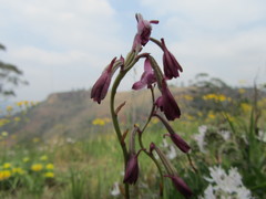 Eulophia hians hians