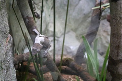 Uroplatus henkeli