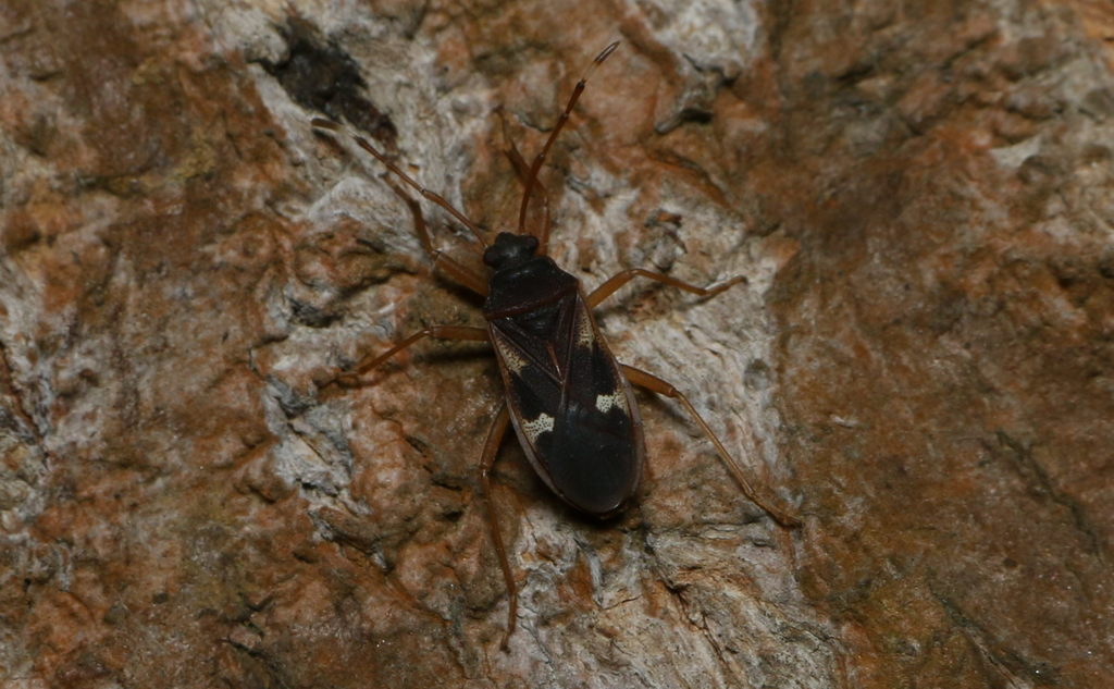 Euscopus albatus