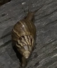 Lissachatina fulica