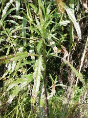 Senecio polyanthemoides