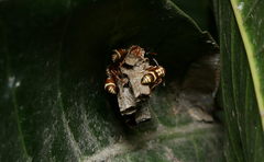 Ropalidia cyathiformis