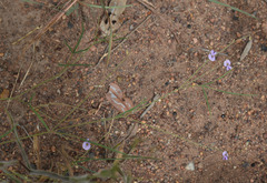 Tephrosia leptoclada