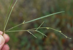 Tephrosia leptoclada