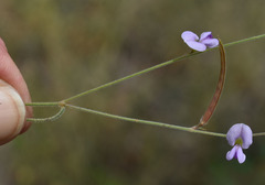 Tephrosia leptoclada