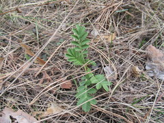 Potentilla longifolia