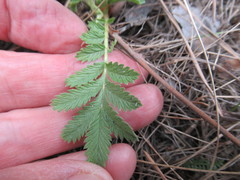 Potentilla longifolia