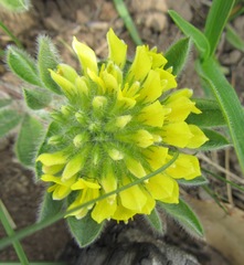 Leobordea corymbosa