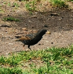 Sturnus vulgaris