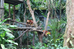Dendrolagus goodfellowi