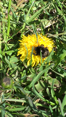 Bombus