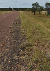 Polycarpaea spirostylis