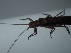 Cosmioperla